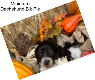 Miniature Dachshund Blk Pie