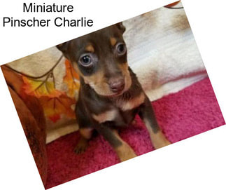 Miniature Pinscher Charlie