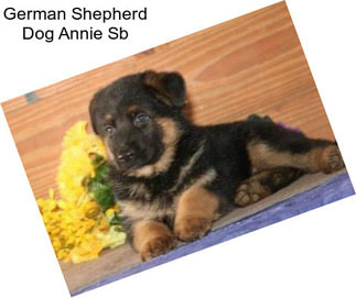 German Shepherd Dog Annie Sb