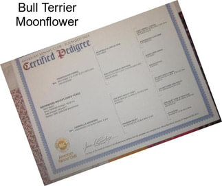 Bull Terrier Moonflower