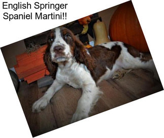 English Springer Spaniel Martini!!