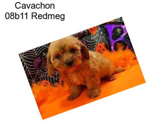 Cavachon 08b11 Redmeg