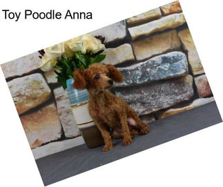 Toy Poodle Anna