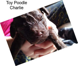 Toy Poodle Charlie