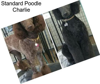 Standard Poodle Charlie