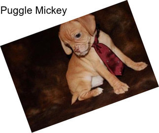 Puggle Mickey