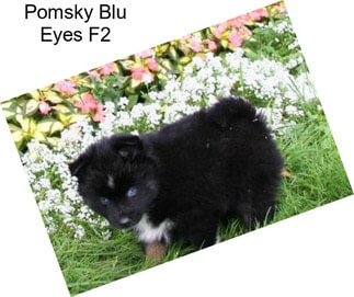 Pomsky Blu Eyes F2