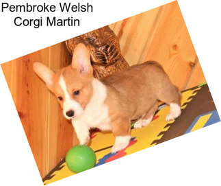 Pembroke Welsh Corgi Martin