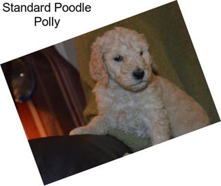 Standard Poodle Polly