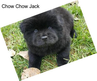 Chow Chow Jack