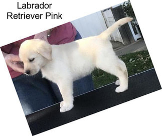 Labrador Retriever Pink