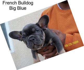 French Bulldog Big Blue