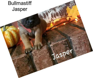 Bullmastiff Jasper