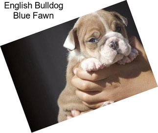 English Bulldog Blue Fawn