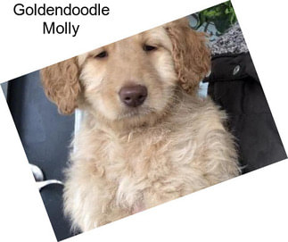 Goldendoodle Molly