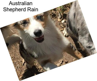 Australian Shepherd Rain