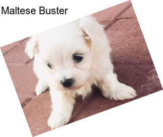 Maltese Buster