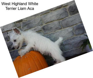 West Highland White Terrier Liam Aca