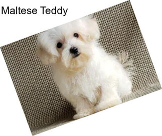 Maltese Teddy