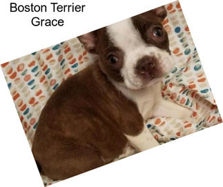 Boston Terrier Grace