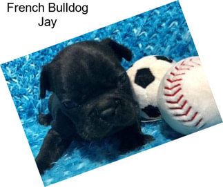 French Bulldog Jay