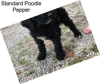 Standard Poodle Pepper
