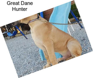 Great Dane Hunter