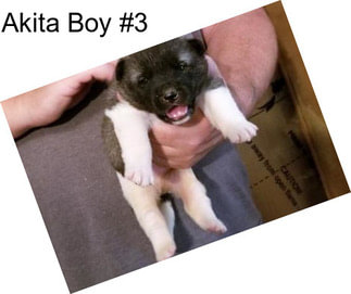 Akita Boy #3