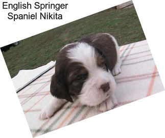 English Springer Spaniel Nikita