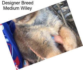 Designer Breed Medium Wiley