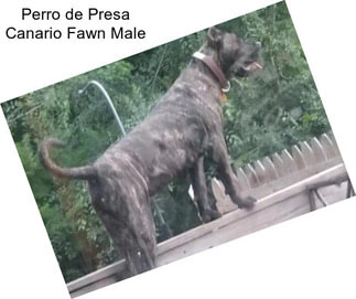 Perro de Presa Canario Fawn Male