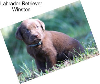 Labrador Retriever Winston