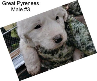 Great Pyrenees Male #3