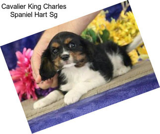 Cavalier King Charles Spaniel Hart Sg