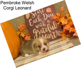 Pembroke Welsh Corgi Leonard