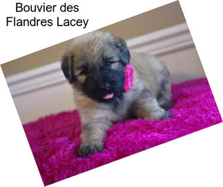 Bouvier des Flandres Lacey