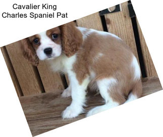 Cavalier King Charles Spaniel Pat