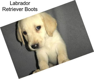 Labrador Retriever Boots