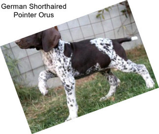 German Shorthaired Pointer Orus