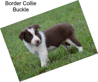 Border Collie Buckle
