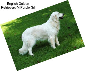 English Golden Retrievers M Purple Grl