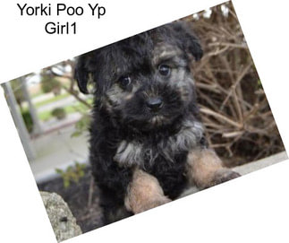 Yorki Poo Yp Girl1