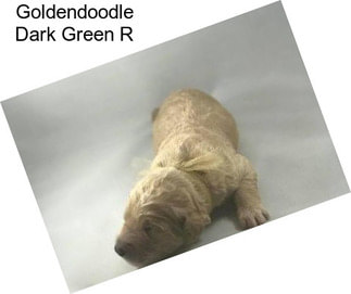 Goldendoodle Dark Green R