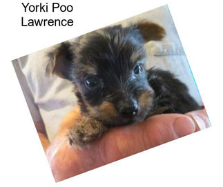 Yorki Poo Lawrence