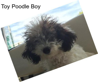 Toy Poodle Boy