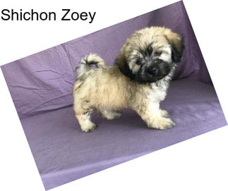 Shichon Zoey