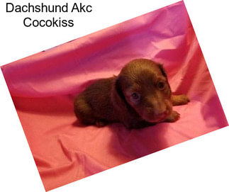 Dachshund Akc Cocokiss