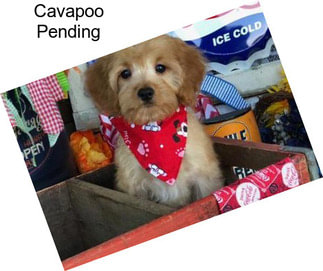 Cavapoo Pending