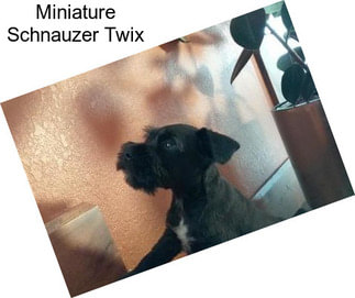 Miniature Schnauzer Twix