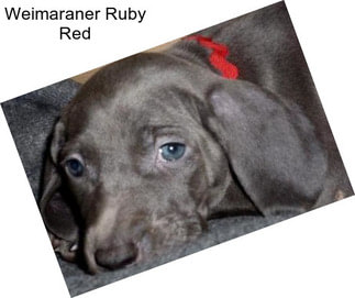 Weimaraner Ruby Red